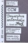 Etiketten zu Athoomorphus cylindricus (NHMW-ZOO-COL-0010193)